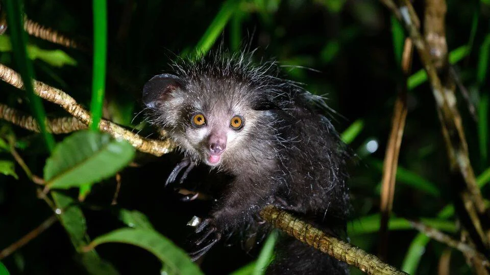Aye-aye de pelaje oscuro y ojos amarillos brillantes aferrado a una rama en la selva durante la noche.