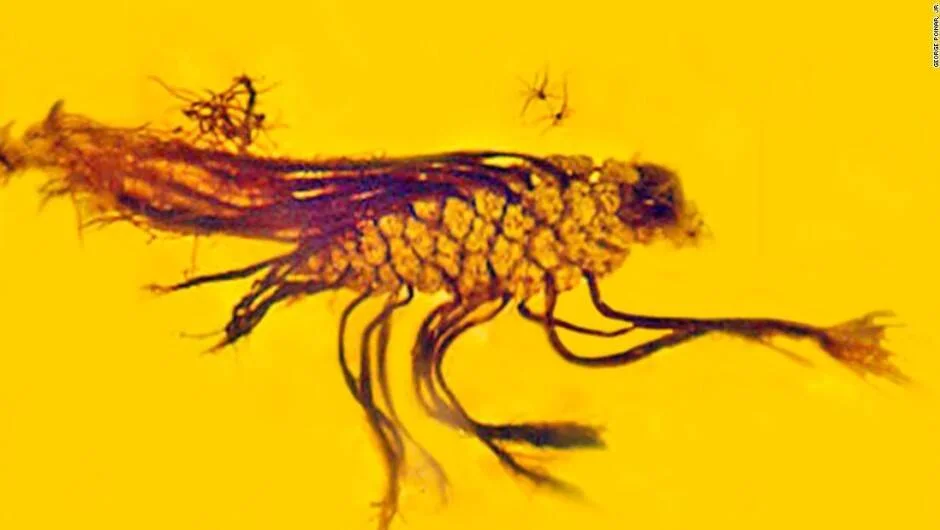 Insecto fosilizado preservado en ámbar amarillo, mostrando detalles de su cuerpo escamoso y extremidades.
