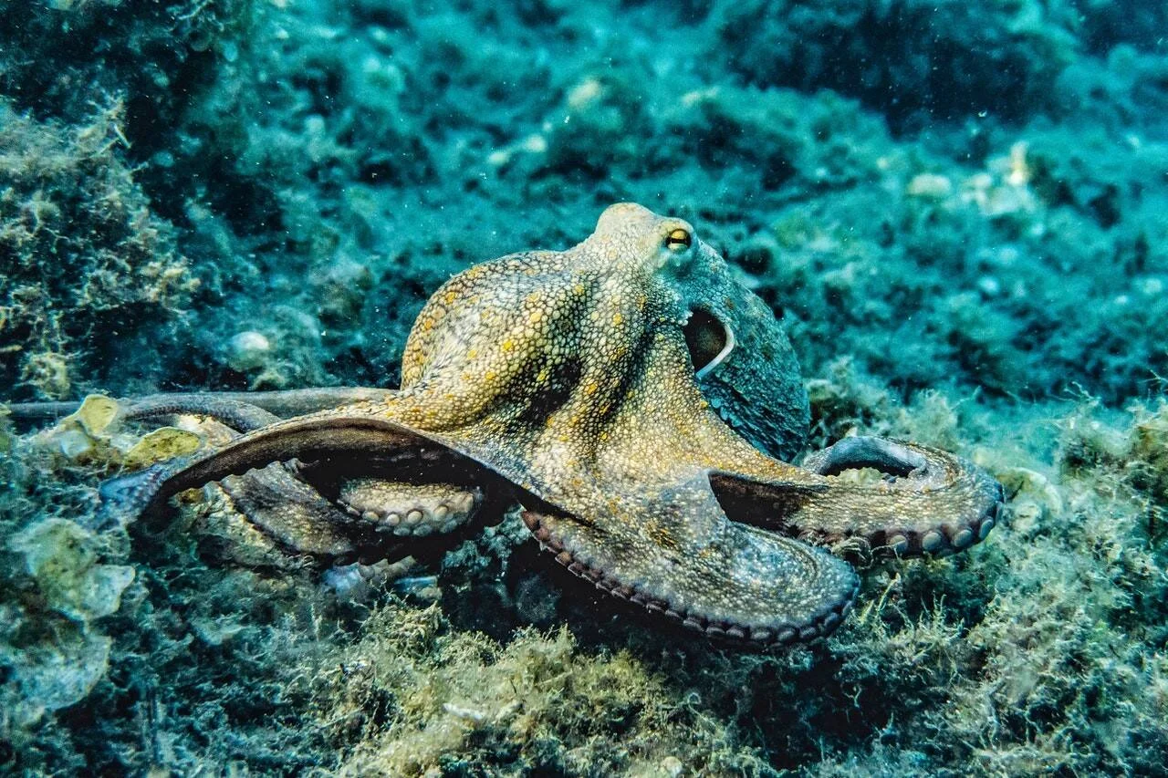 Pulpo con tentáculos extendidos descansando sobre rocas y algas en el fondo del mar.