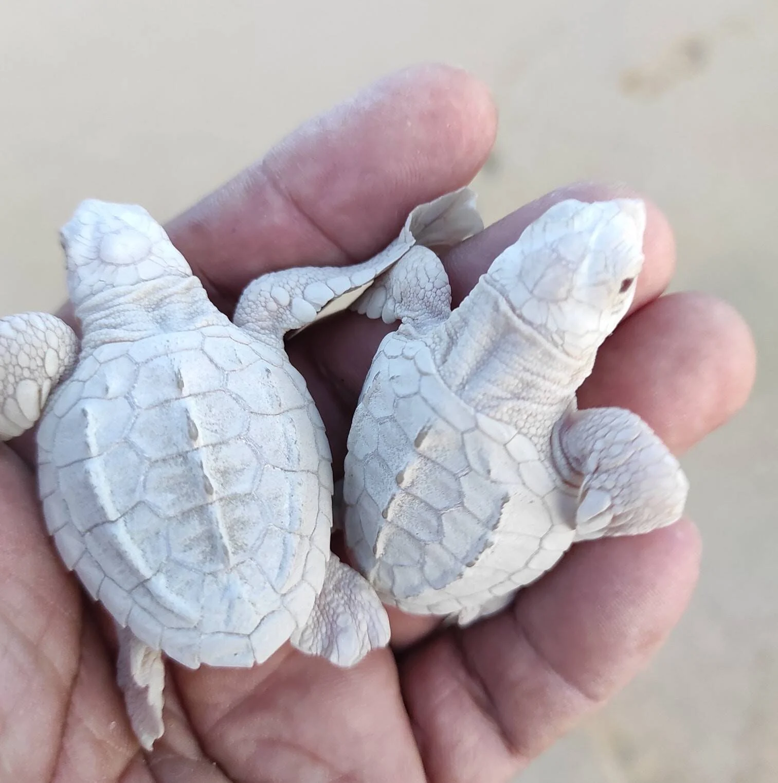 Dos crías de tortuga marina albinas, completamente blancas, sostenidas en la palma de una mano.