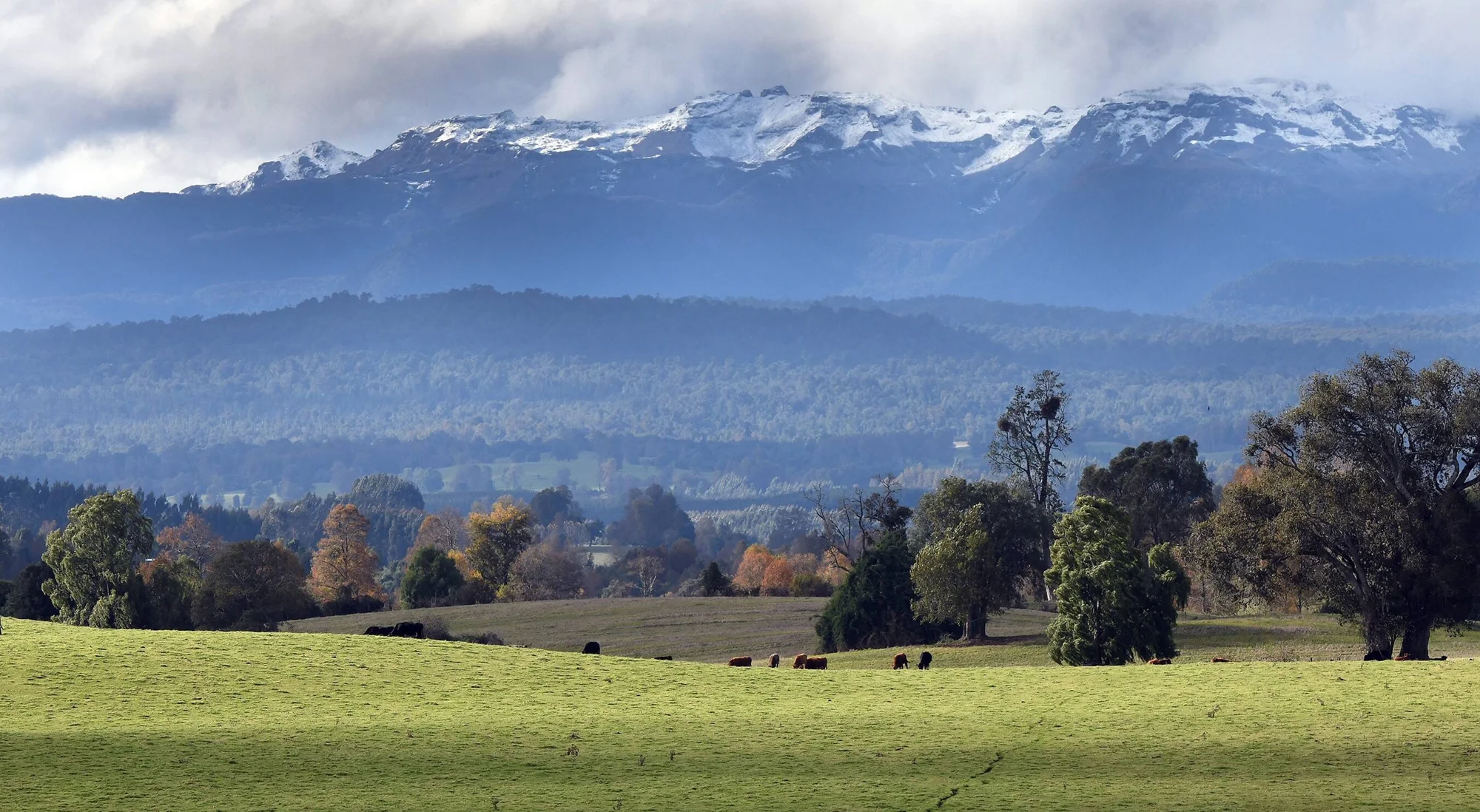 Vacunos pastando en pradera verde con bosques otoñales y cordillera nevada bajo nubes al fondo.