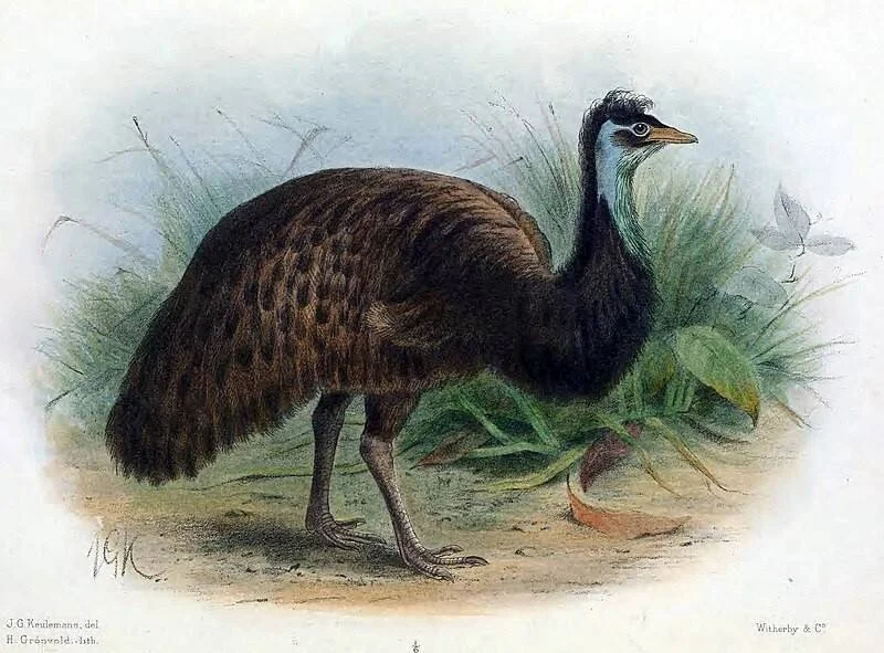 Litografía histórica de un ave ratite de gran tamaño con plumaje marrón oscuro y cuello azulado, publicada por Witherby & Co.