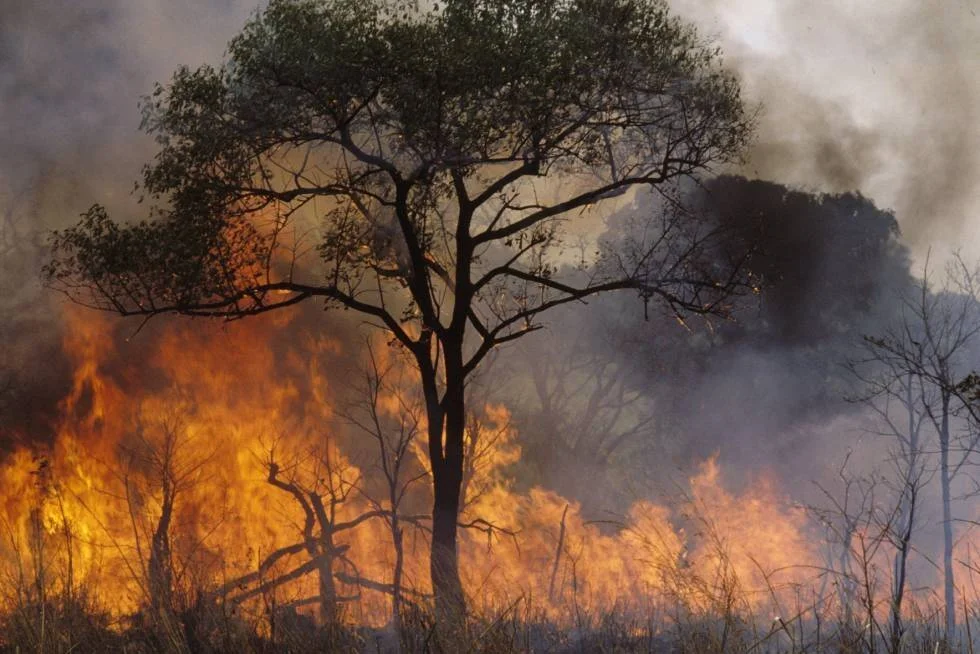 Grandes llamas y columnas de humo negro rodean árboles durante un incendio forestal.