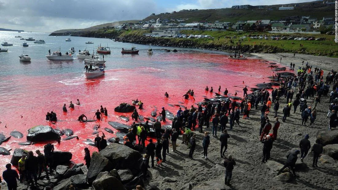 Multitud participa en una caza masiva de cetáceos en una bahía cuyas aguas están completamente teñidas de rojo sangre.