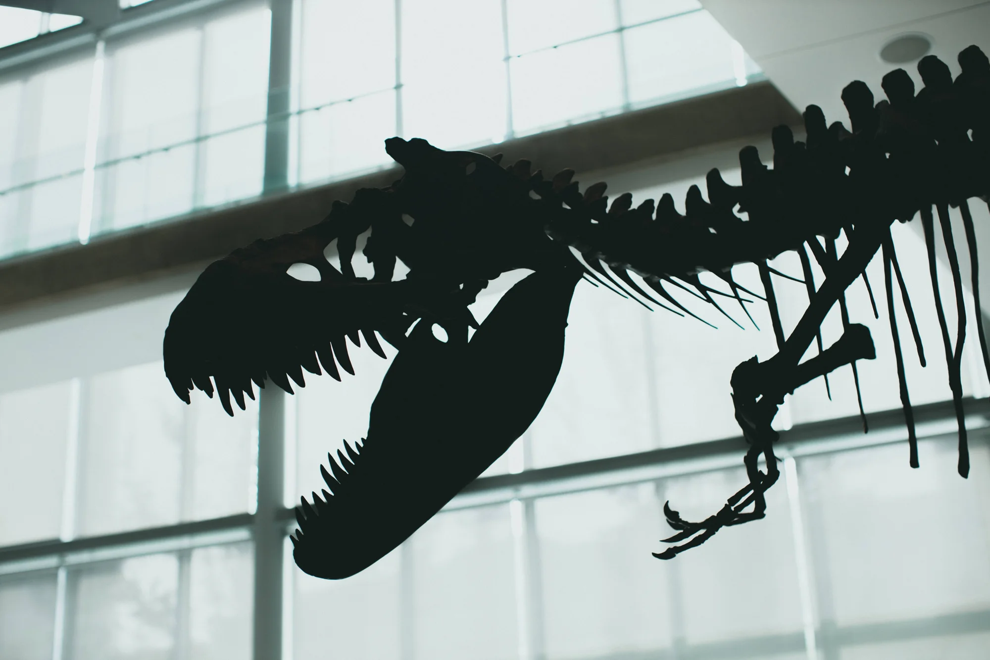 Silueta oscura del cráneo y columna vertebral de un esqueleto de tiranosaurio rex expuesto en un museo iluminado.