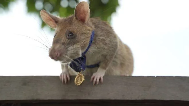 Rata gigante africana luciendo una medalla dorada colgada de una cinta azul al cuello, posada sobre una superficie de madera.