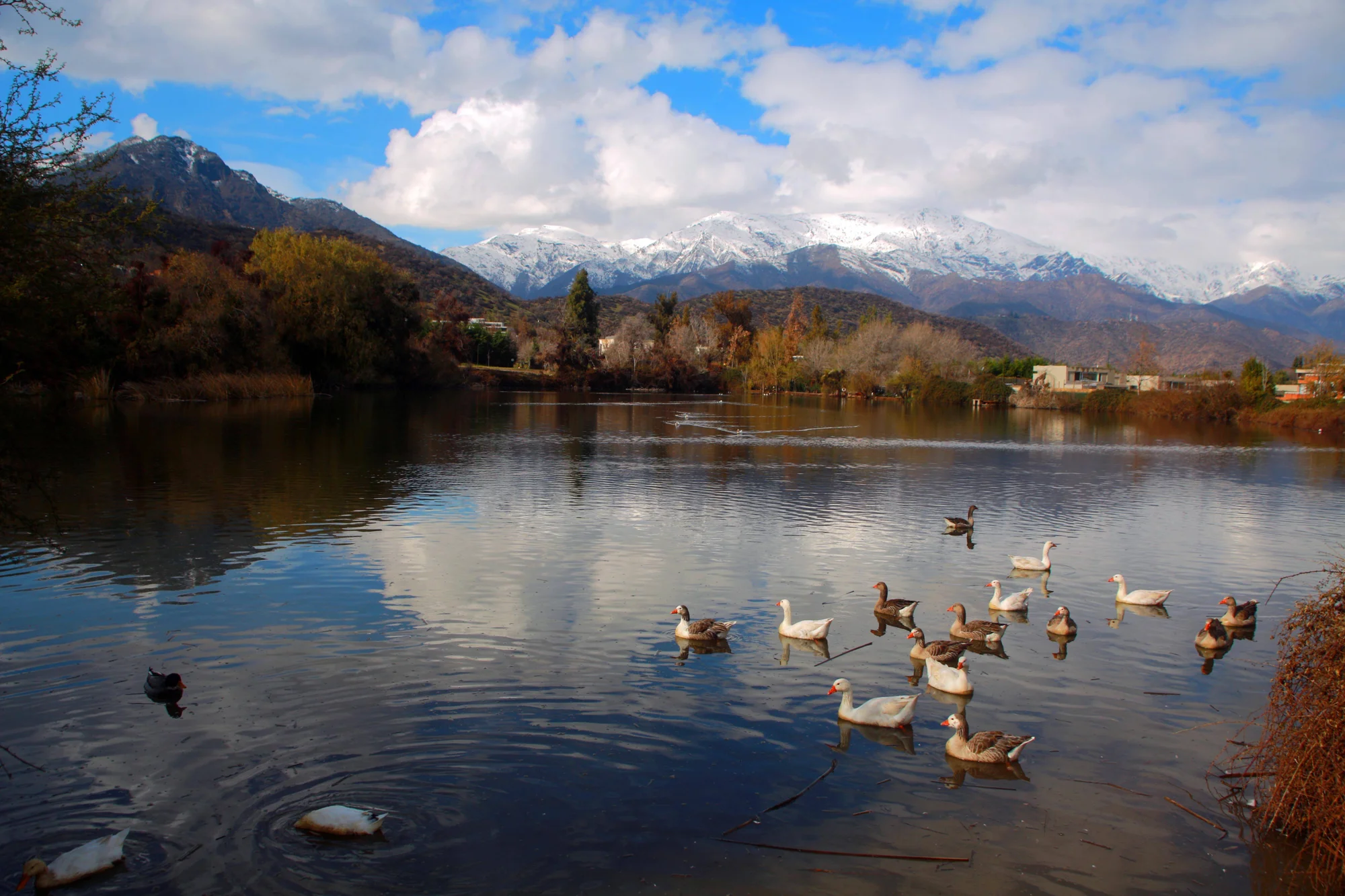 Bandada de gansos nadando en un lago tranquilo rodeado de vegetación otoñal y montañas con cumbres nevadas bajo cielo azul.