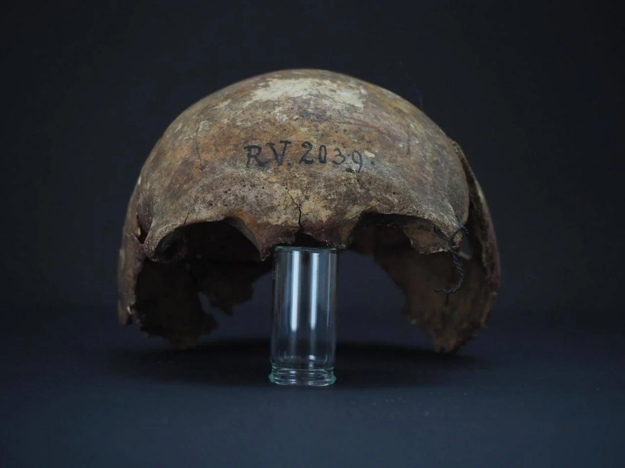 Calvaria humana antigua con la inscripción RV 2039, sostenida por un tubo de vidrio, sobre fondo oscuro.