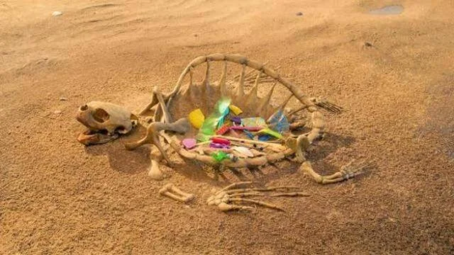 Esqueleto de tortuga marina en la arena con residuos plásticos de colores en su interior, mostrando el impacto de la contaminación.