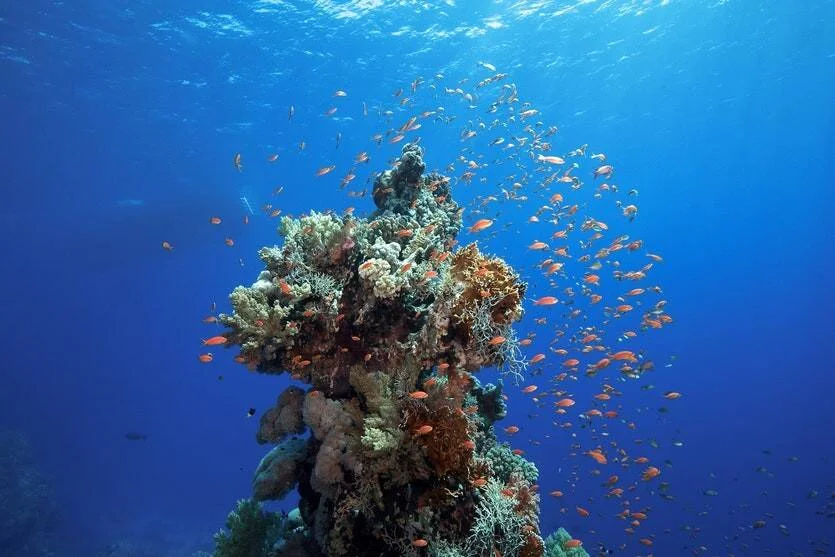 Banco de peces de color naranja rodea una gran formación de coral en aguas azules profundas.