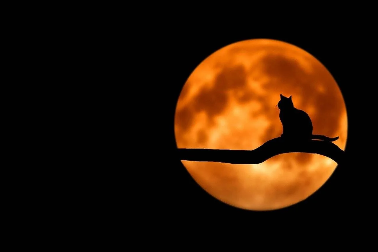 Silueta de un gato posado en una rama de árbol recortada contra una gran luna llena de color naranja en la noche.