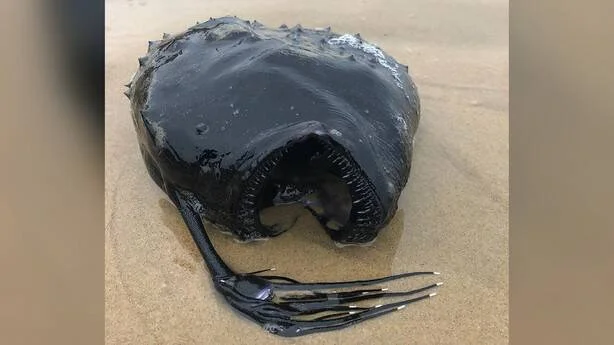 Extraño pez de color negro con dientes visibles y apéndices alargados, varado sobre arena de playa.