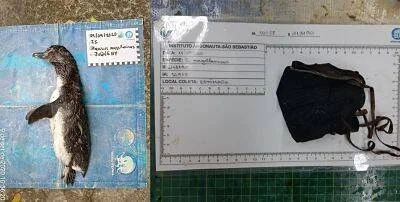 Pingüino muerto sobre etiqueta de identificación junto a una mascarilla negra usada, hallados en una playa de Brasil.