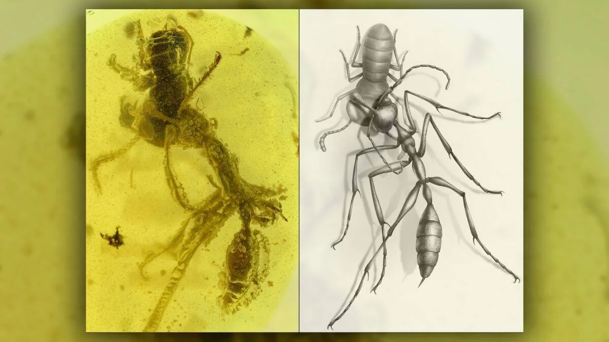 Comparación entre un insecto fosilizado atrapado en ámbar y el dibujo científico reconstructivo de su anatomía completa.
