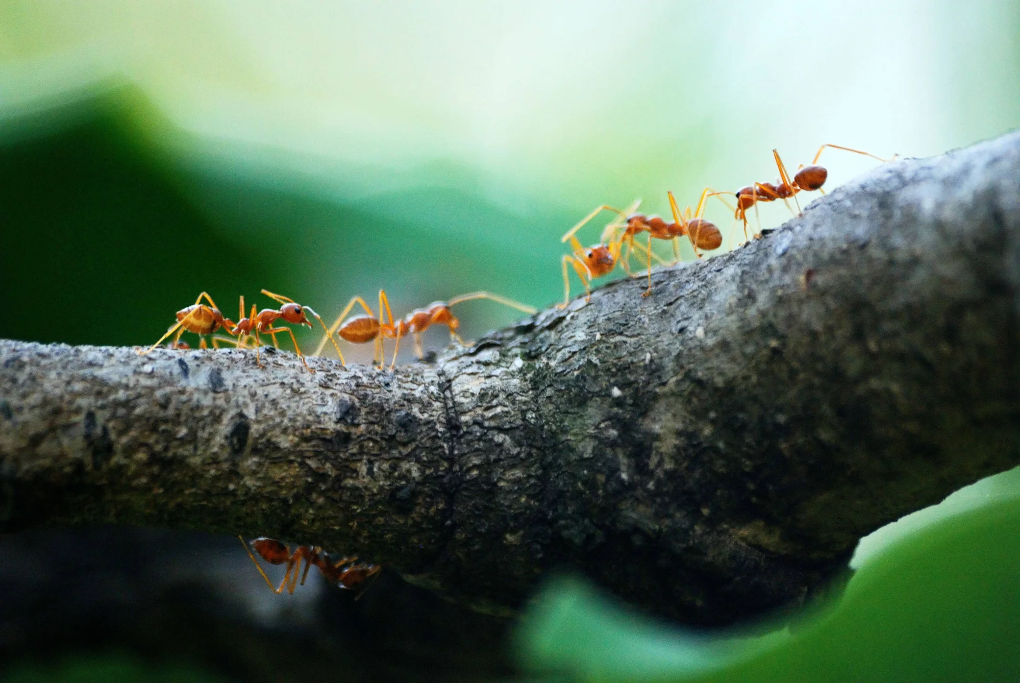 Grupo de hormigas rojas desplazándose sobre una rama de árbol en primer plano con fondo verde desenfocado.