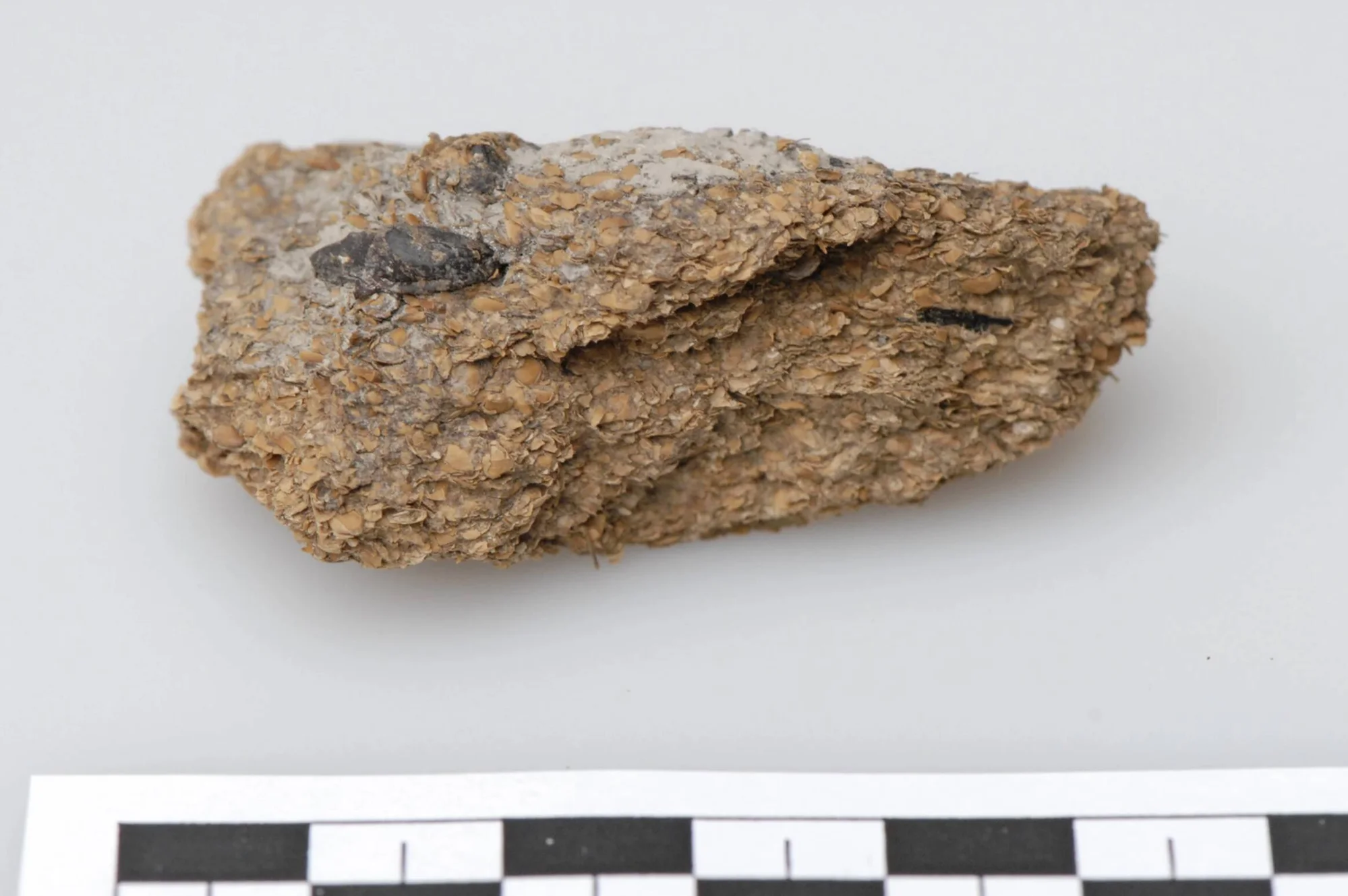 Fragmento de roca sedimentaria de textura granular beige con inclusiones negras, fotografiado junto a una escala de referencia.