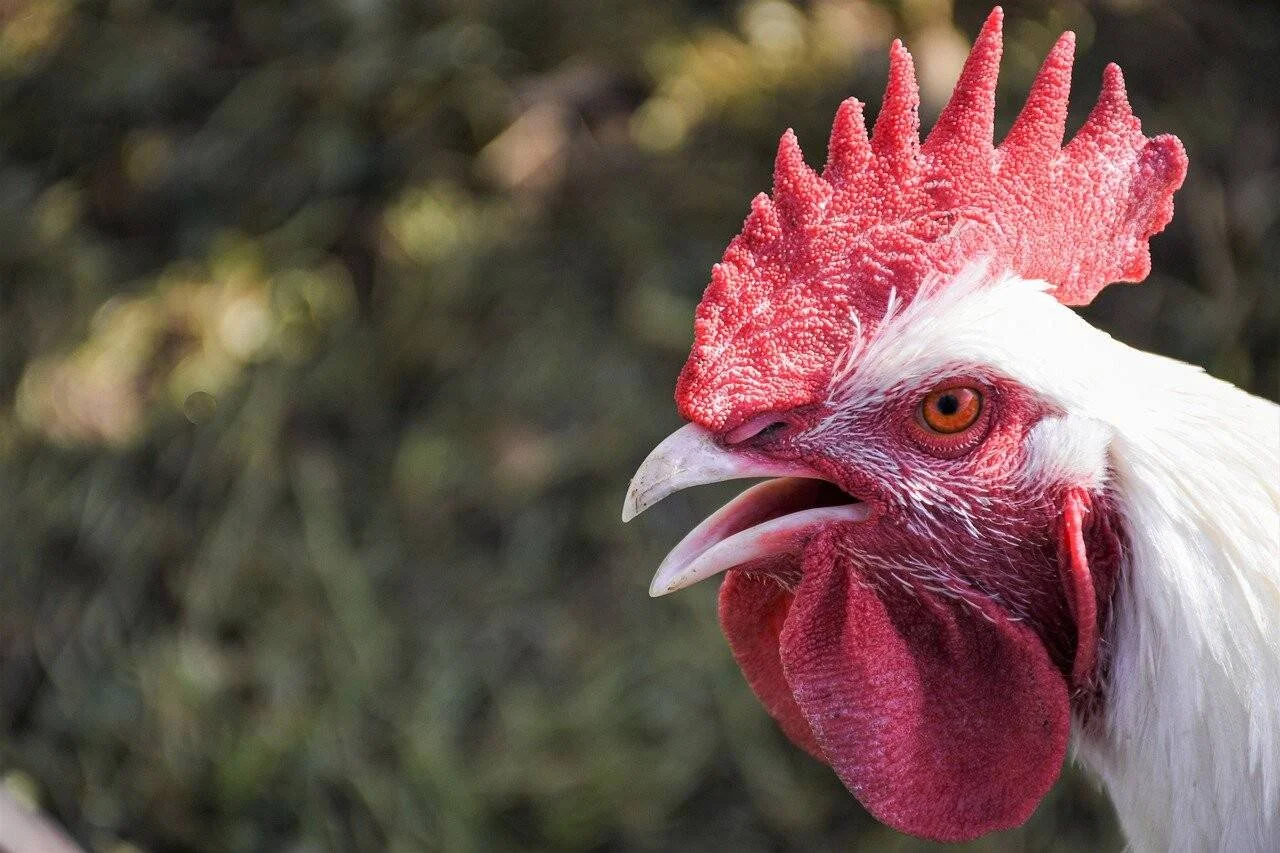 Gallo blanco con cresta y barbilla rojas brillantes, pico abierto y ojo naranja, fotografiado de cerca sobre fondo verde difuminado.