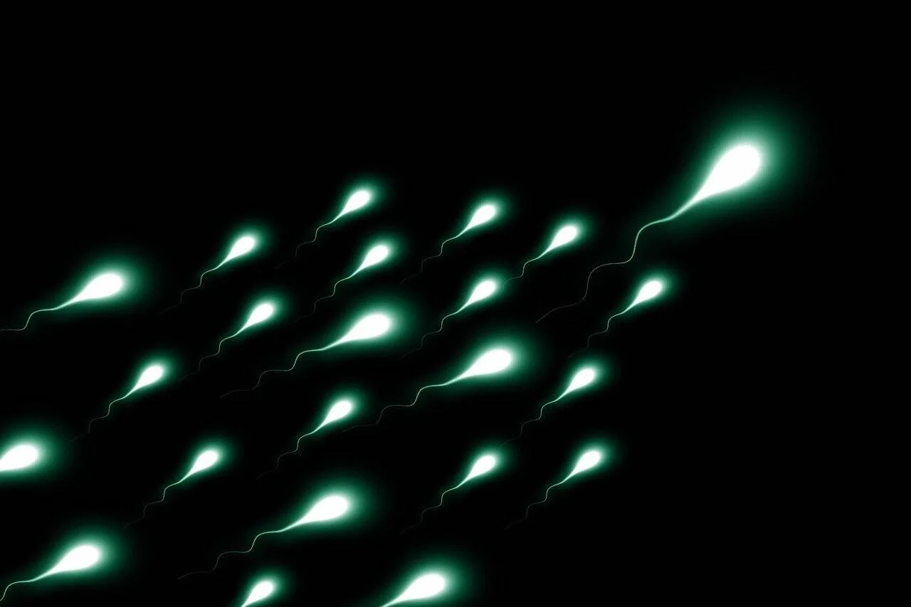 Múltiples espermatozoides luminosos de color verde-blanco nadan sobre fondo negro, con uno destacado en primer plano.