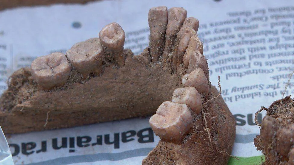 Dos fragmentos de mandíbula fosilizada con dientes visibles, cubiertos de tierra, colocados sobre un periódico.