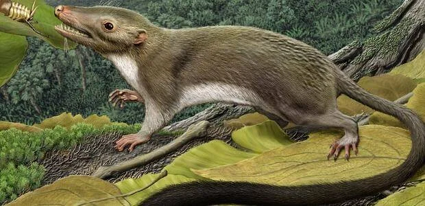 Reconstrucción artística de un pequeño mamífero prehistórico trepando una rama mientras captura un insecto con la boca.