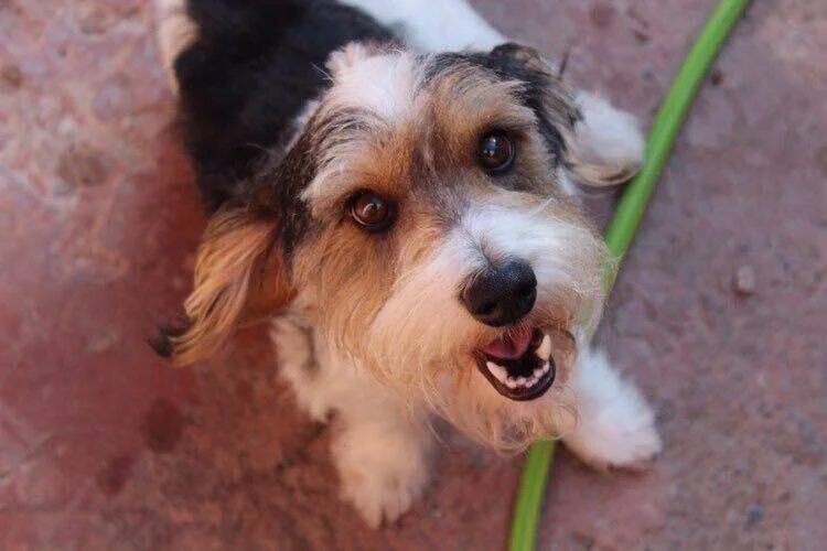 Perro pequeño de pelaje tricolor blanco, negro y marrón mira hacia la cámara con la boca abierta sobre piso de tierra.