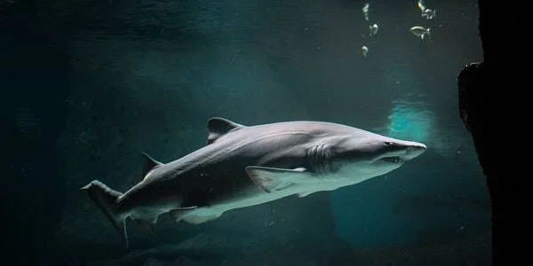 Tiburón de gran tamaño nada en aguas oscuras y profundas con luz tenue filtrándose desde la superficie.
