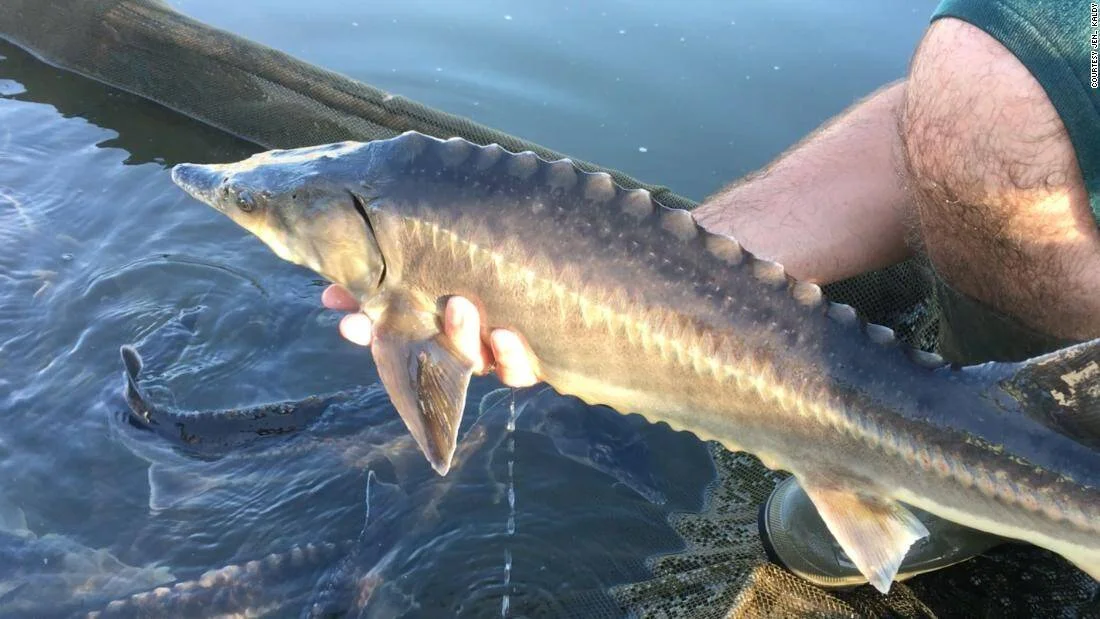 Mano sosteniendo un esturión fuera del agua, con más peces visibles en la red al fondo.