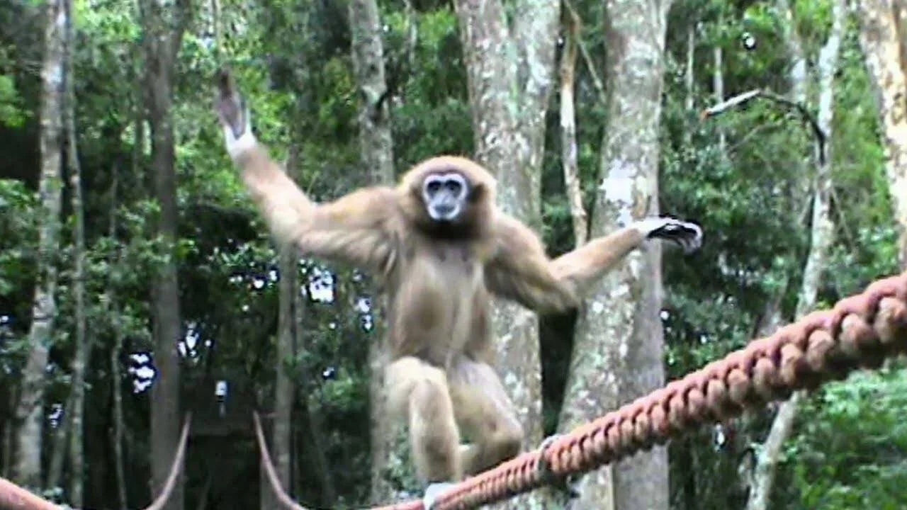Un gibón de manos blancas equilibra sus brazos extendidos mientras camina sobre una cuerda entre árboles de selva tropical.