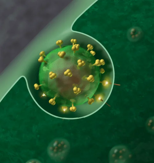 Representación digital de una partícula viral con espículas doradas siendo engullida por una célula huésped verde.