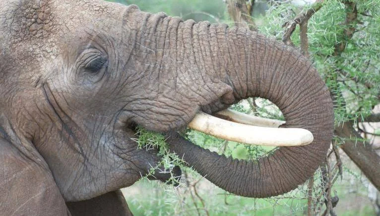 Elefante africano con colmillos enrolla su trompa alrededor de ramas espinosas para alimentarse.