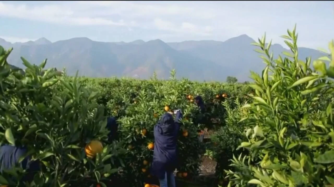 Trabajadores agrícolas cosechan naranjas en un extenso huerto con montañas al fondo.