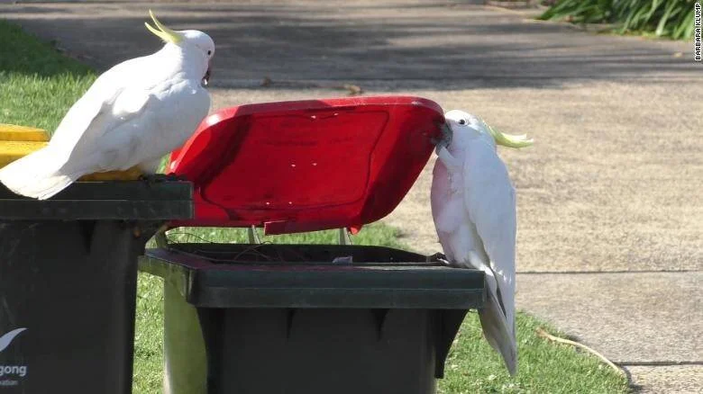 Dos cacatúas de cresta amarilla abren la tapa de un contenedor de basura en una calle suburbana de Australia.