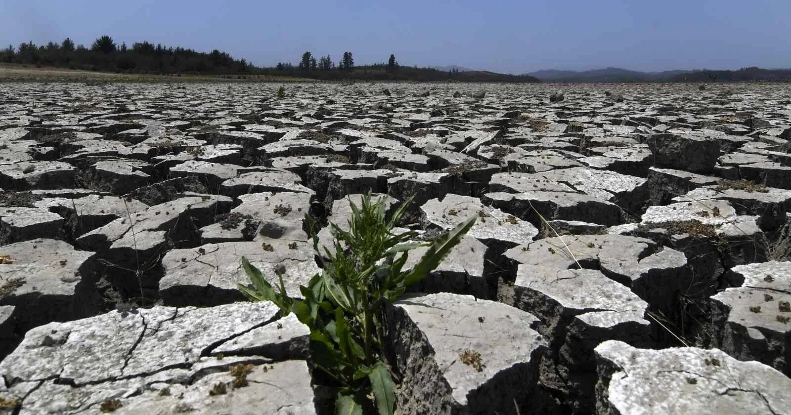 Vasta extensión de tierra reseca y agrietada por la sequía, con una pequeña planta verde que crece entre las grietas del suelo.