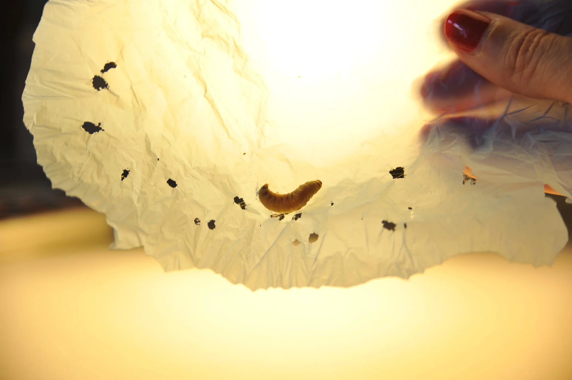 Una mano sostiene una bolsa de plástico con agujeros y una larva de insecto encima, mostrando la capacidad del gusano para degradar plástico.
