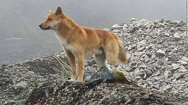 Perro salvaje dorado parado sobre rocas en un paisaje montañoso brumoso de Nueva Guinea.