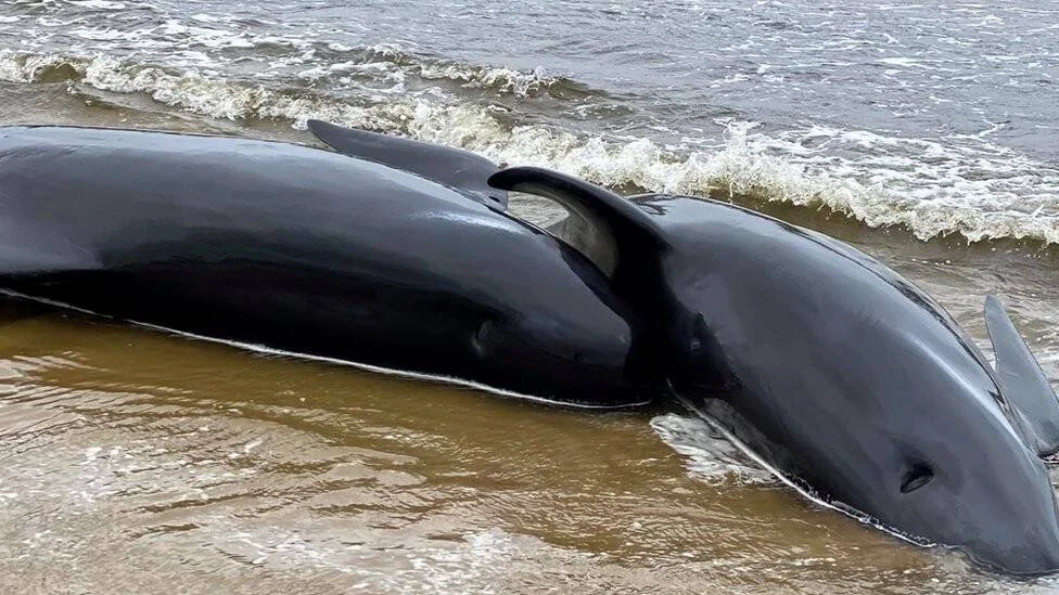 Dos ballenas negras varadas en la orilla de una playa, con olas rompiendo a su alrededor.