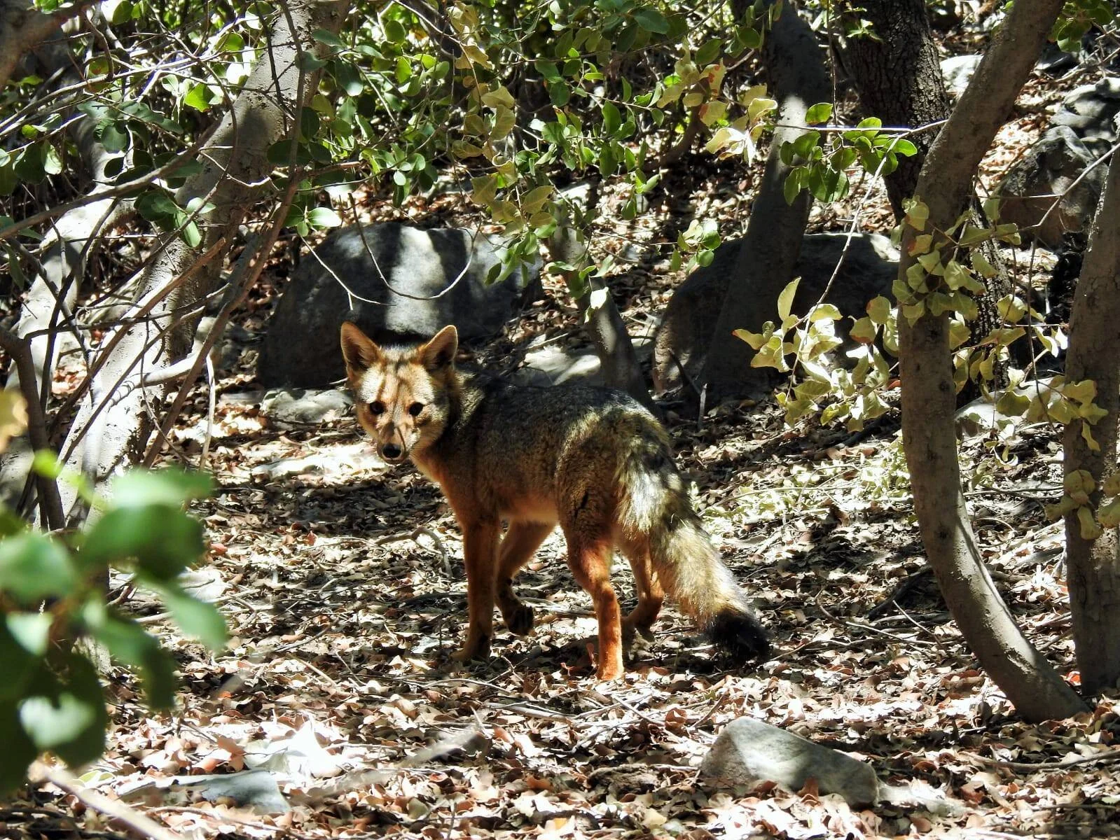 Zorro de pelaje rojizo y oscuro mirando a cámara entre arbustos, rocas y hojas secas en un ambiente natural.