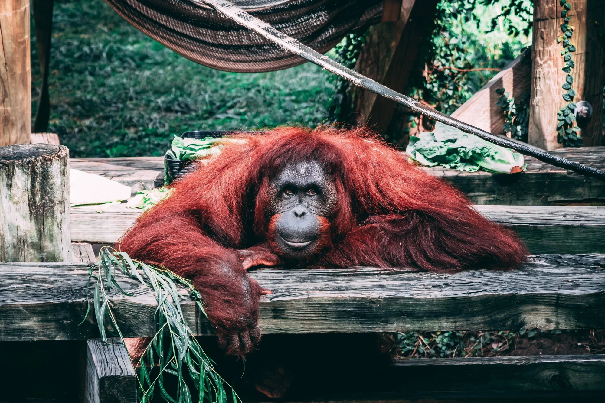 Orangután de pelaje rojizo descansa apoyado sobre una plataforma de madera rodeada de vegetación verde.