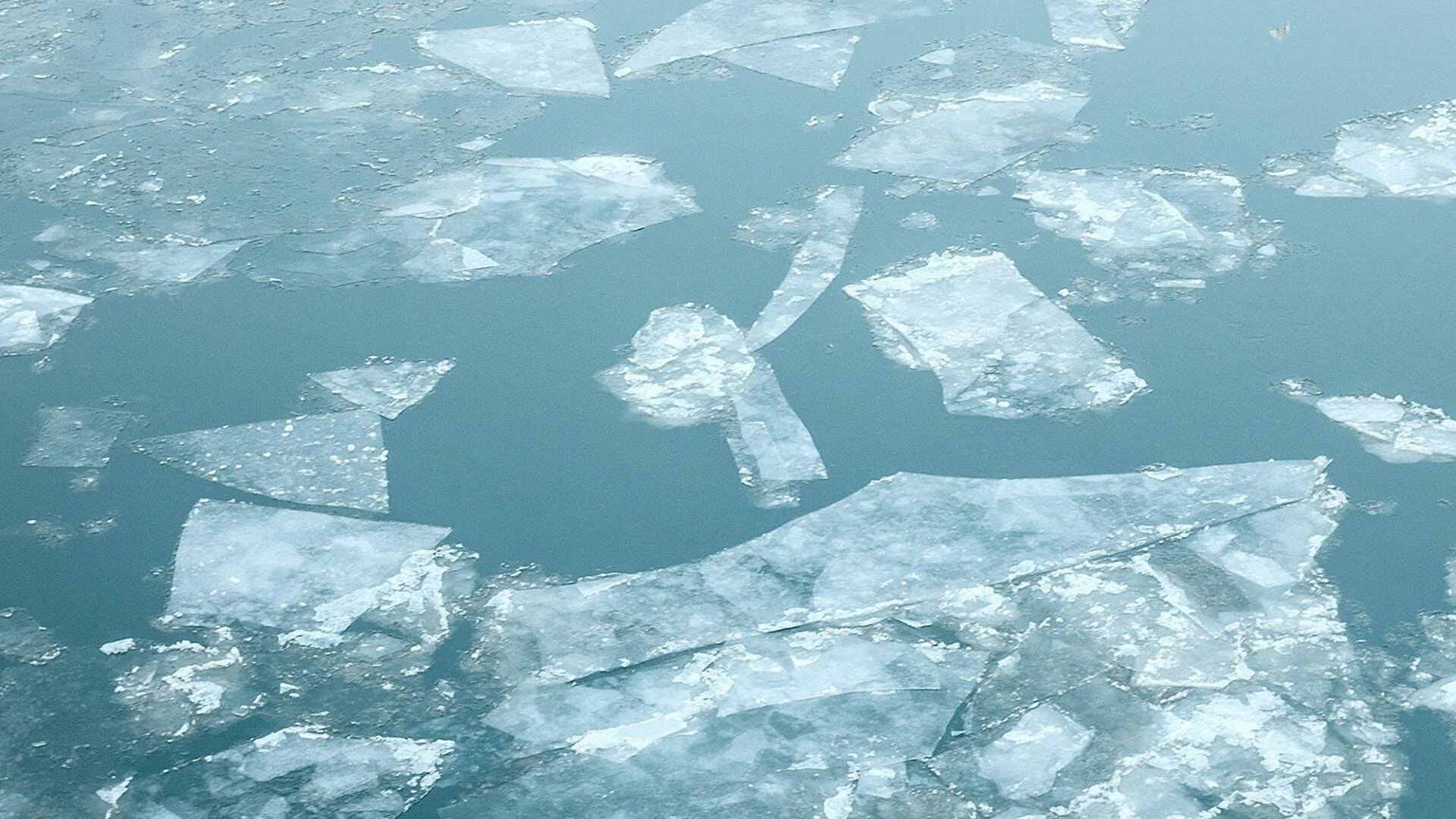 Fragmentos irregulares de hielo flotando dispersos sobre agua de color azul grisáceo.