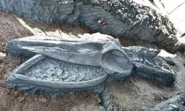 Esqueleto fosilizado de ballena recién descubierto durante una excavación en el suelo.