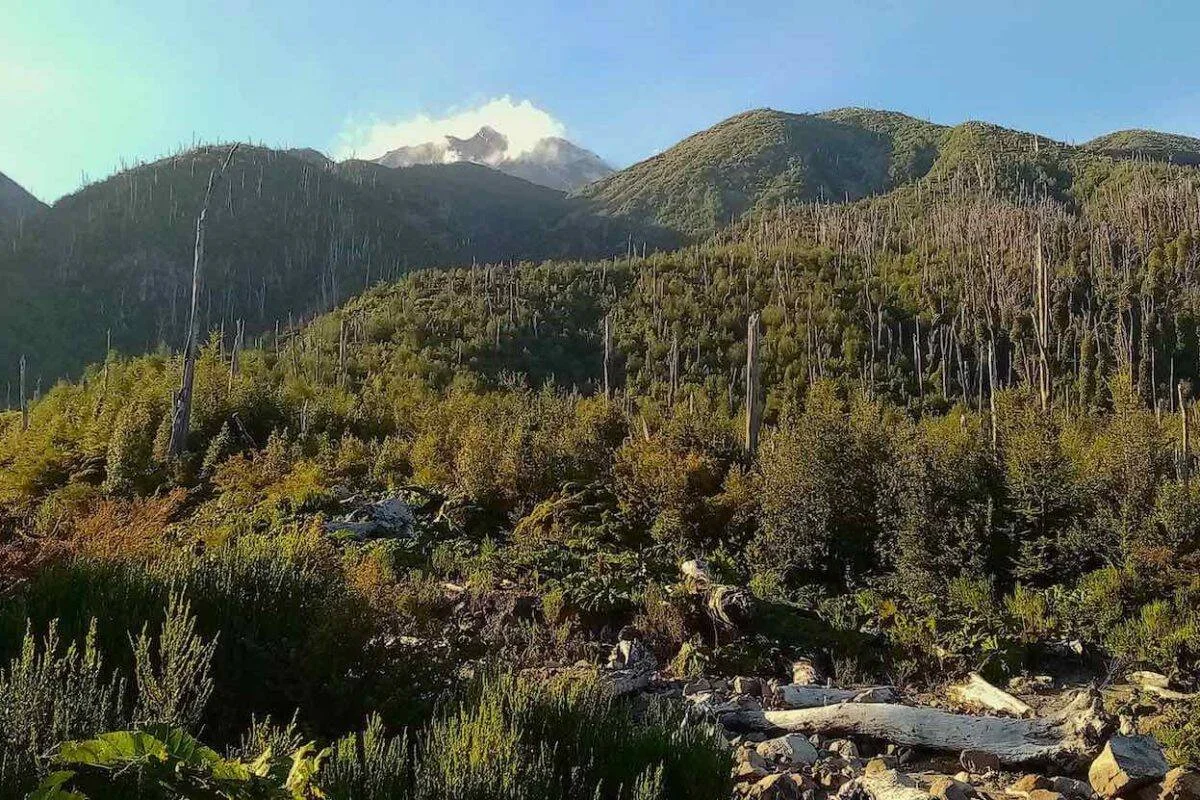 Ladera boscosa con árboles muertos en pie, vegetación nativa y cumbres montañosas parcialmente nubladas al fondo.