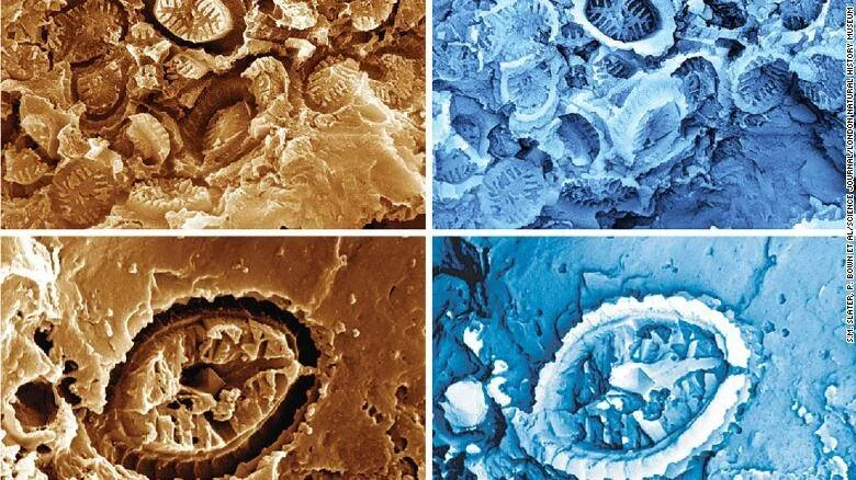 Imágenes de microscopio electrónico de barrido en falso color naranja y azul mostrando microfósiles de esporas o polen antiguo.