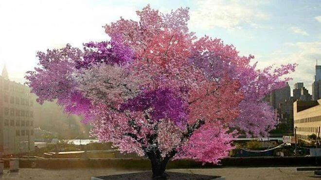 Árbol ornamental con flores en tonos rosa, lila y blanco simultáneamente, plantado en una plaza urbana.