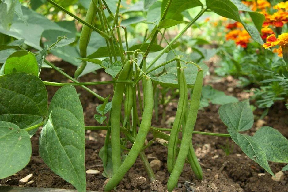 Planta de chaucha con vainas verdes maduras creciendo en una huerta junto a flores naranjas y rojas.