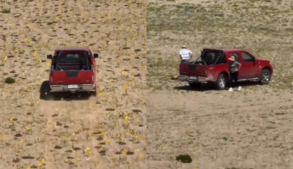 Secuencia de dos imágenes: una camioneta roja ingresa a un campo con flores amarillas y dos personas descienden de ella en zona protegida.