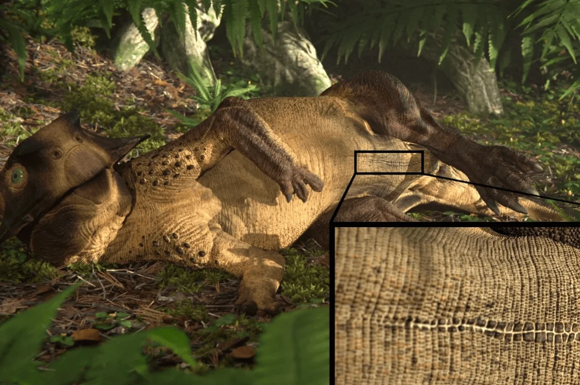 Ilustración científica de un dinosaurio ceratopsiano recostado en un bosque jurásico, con recuadro ampliado que muestra la textura escamosa de su piel.