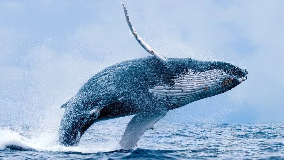 Ballena jorobada emerge completamente del océano en un salto espectacular, rodeada de salpicaduras de agua.