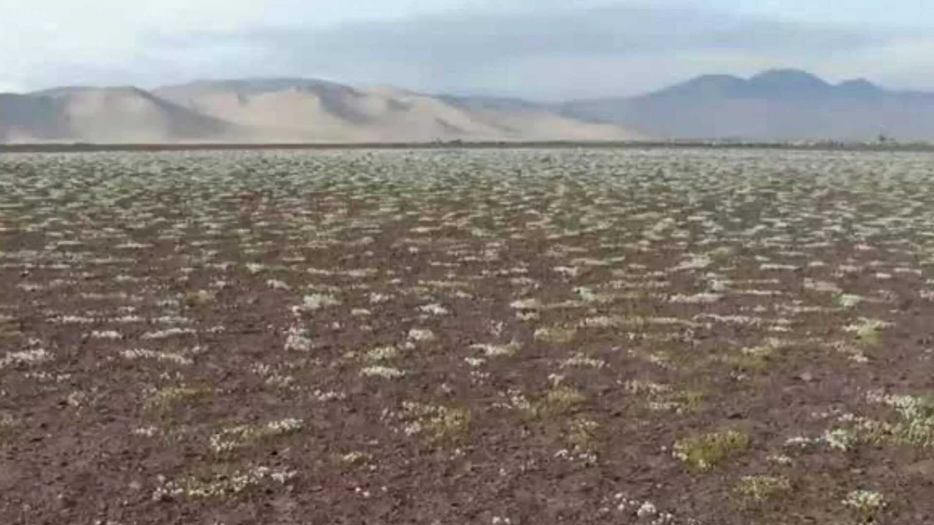 Extenso desierto cubierto de pequeñas flores blancas y vegetación dispersa, con dunas y montañas al fondo bajo cielo nublado.