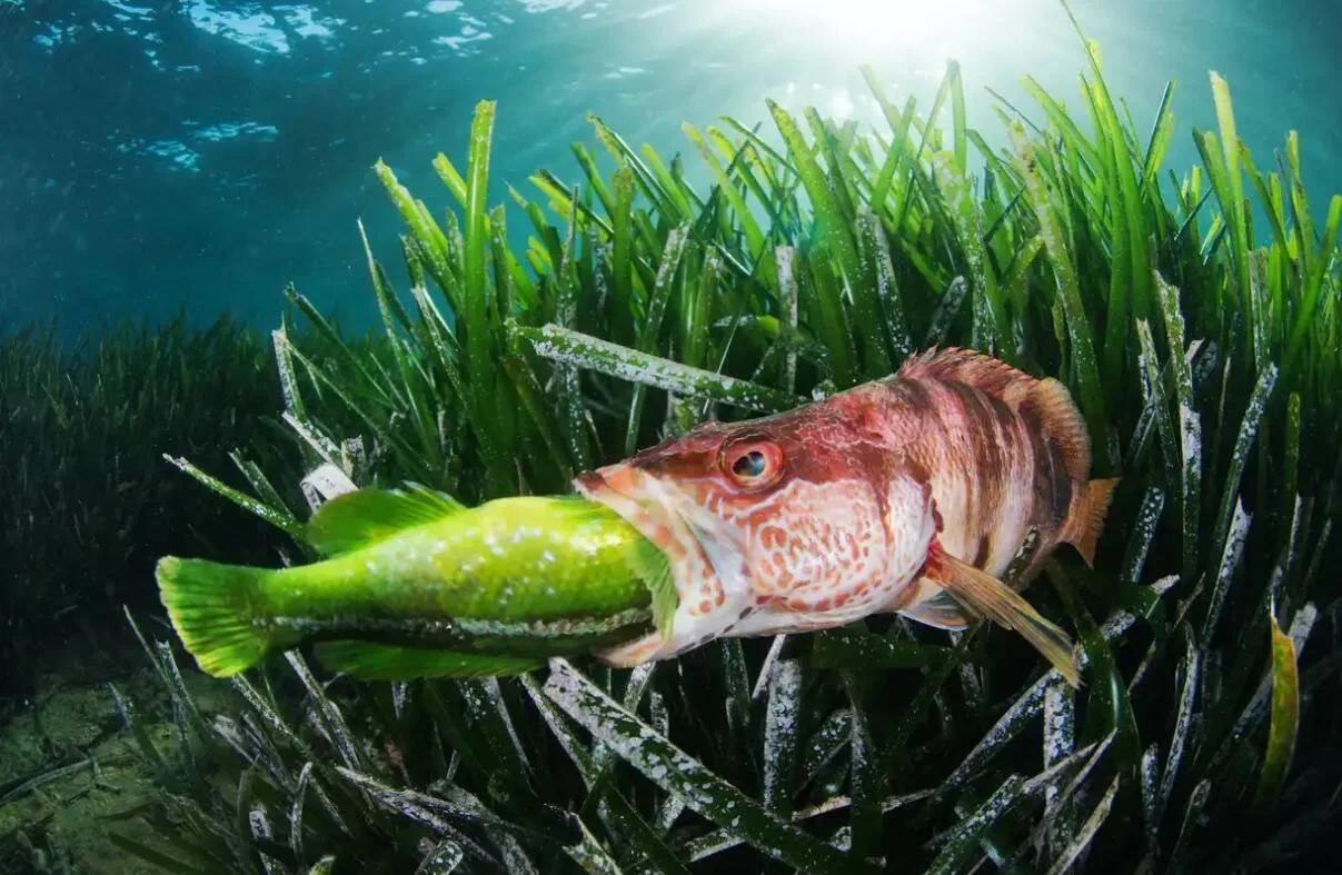 Un pez rojizo devora a otro pez verde entre praderas de posidonia submarina, con rayos de luz filtrándose desde la superficie.