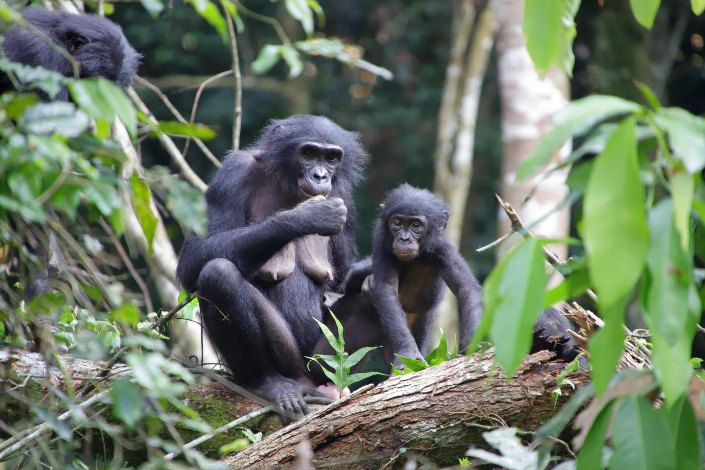 Bonobo adulto comiendo junto a su cría, posados sobre un tronco en medio de la selva tropical.